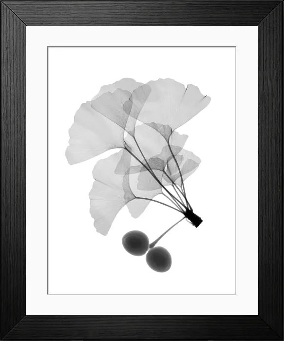 Framed Print : An x-ray of ginko leaves Framed Print : An x-ray of ginko leaves