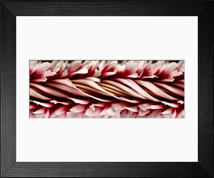 Framed Print : Slit-Scan Image of Dahlia Flower Framed Print : Slit-Scan Image of Dahlia Flower