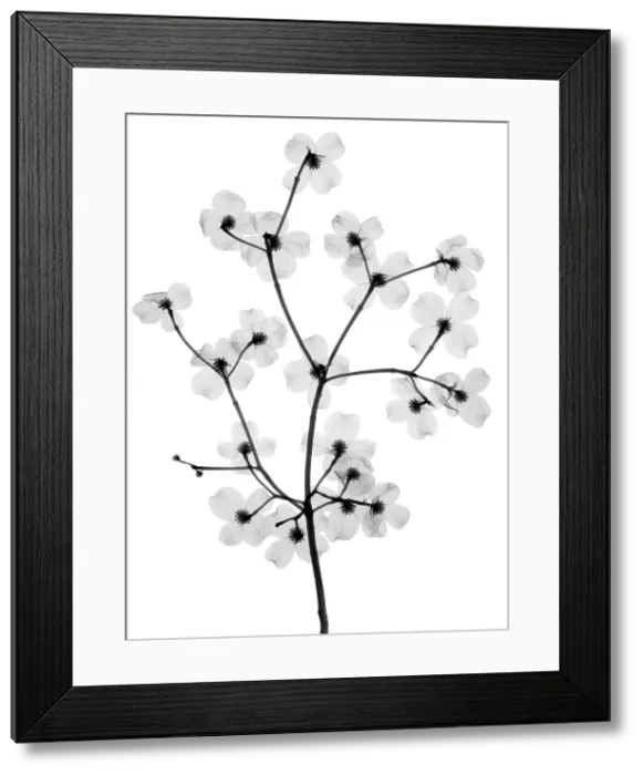 Framed Print : Flowering Dogwood, X-Ray