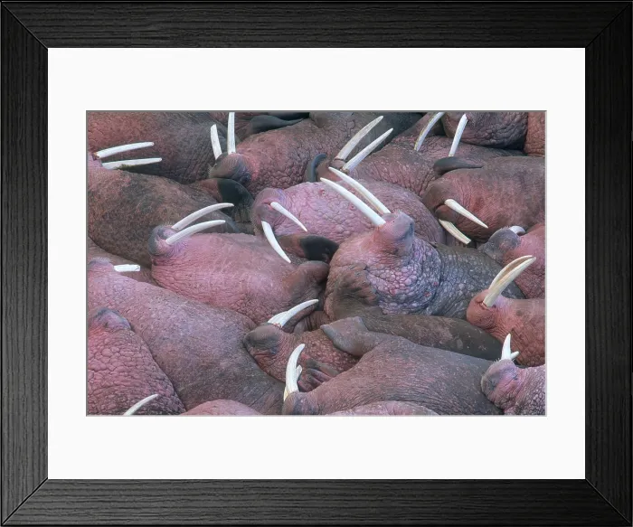 Framed Print : Walruses (Odobenus rosmarus) at Cape Peirce, Togiak National Wildlife Refuge, Alaska
