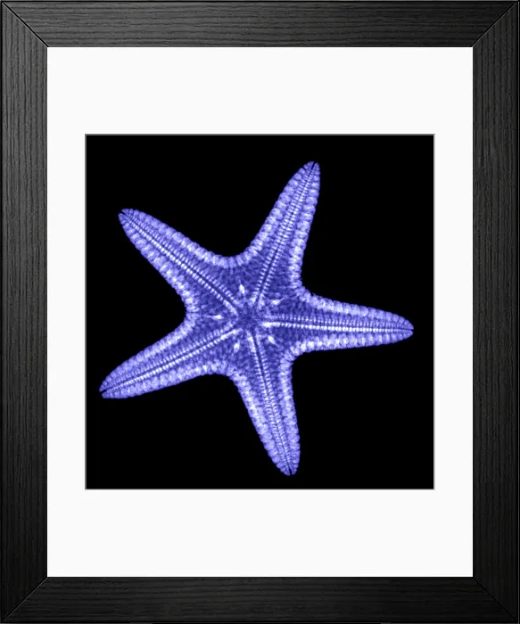 Framed Print : Starfish. X-ray of a starfish Framed Print : Starfish. X-ray of a starfish
