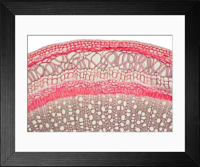 Framed Print : Honeysuckle Stem under a microscope Framed Print : Honeysuckle Stem under a microscope