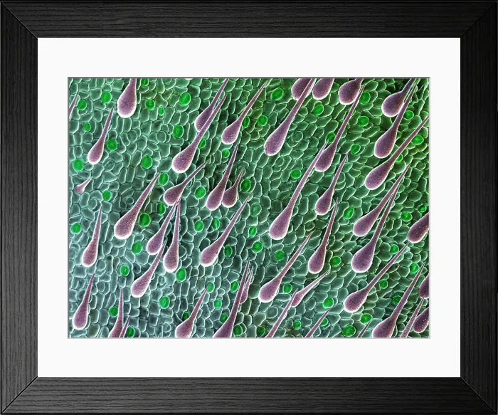 Framed Print : Cannabis Seedling Leaf, SEM Framed Print : Cannabis Seedling Leaf, SEM