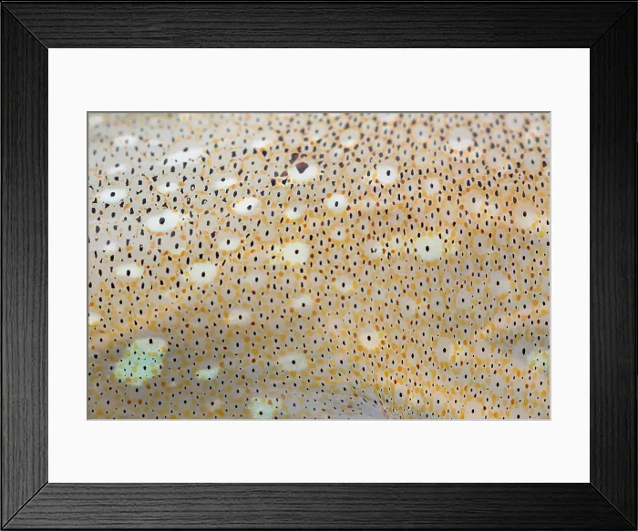 Framed Print : Squid Skin Framed Print : Squid Skin