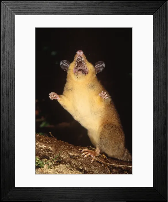 Framed Print : Red Mouse-opossum Framed Print : Red Mouse-opossum