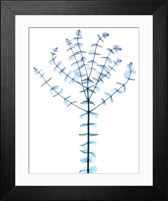 Framed Print : Eucalyptus, X-ray Framed Print : Eucalyptus, X-ray
