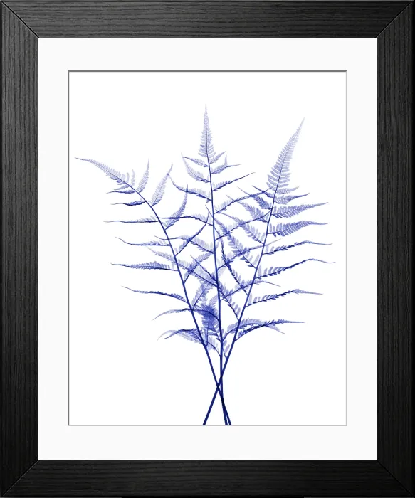 Framed Print : Fern, X-ray Framed Print : Fern, X-ray