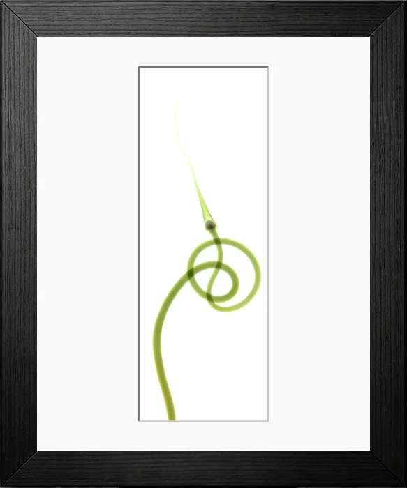 Framed Print : Hardneck Garlic Scapes, X-ray Framed Print : Hardneck Garlic Scapes, X-ray