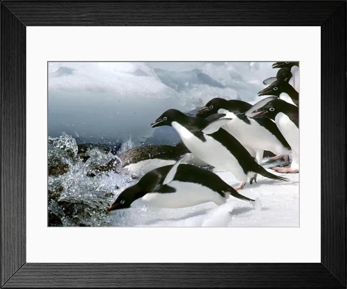 Framed Print : Adelie Penguins Framed Print : Adelie Penguins