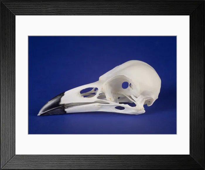Framed Print : American Crow Skull