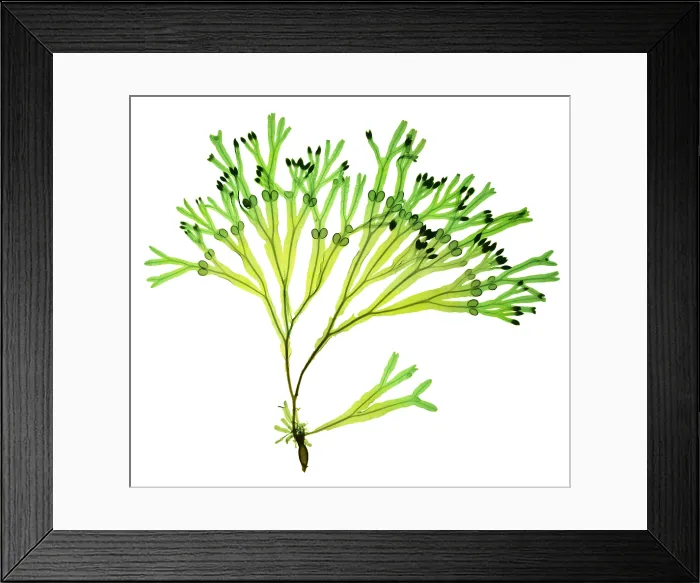 Framed Print : Rockweed Seaweed, X-ray Framed Print : Rockweed Seaweed, X-ray