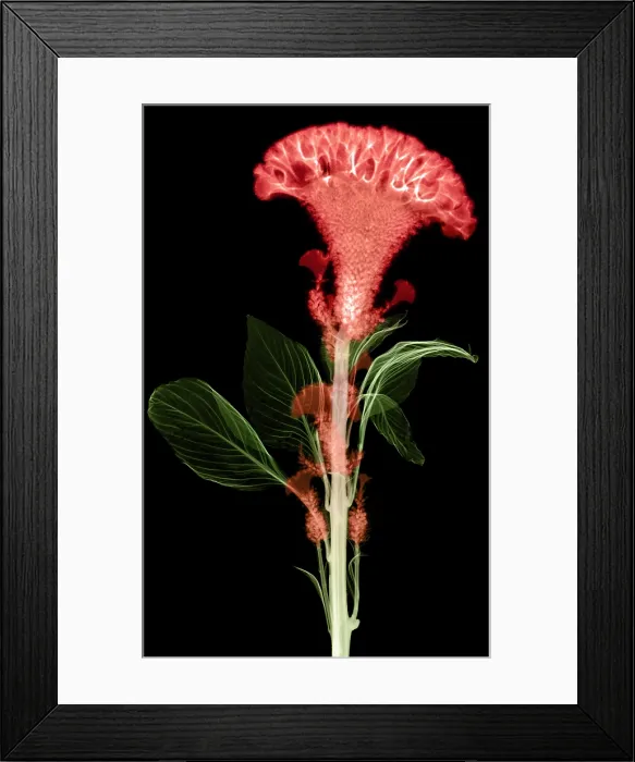Framed Print : Cockscombs Flower, X-ray