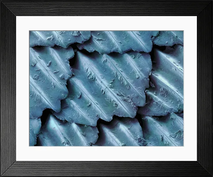 Framed Print : Blacktip Reef Shark Skin, under a microscope (SEM)