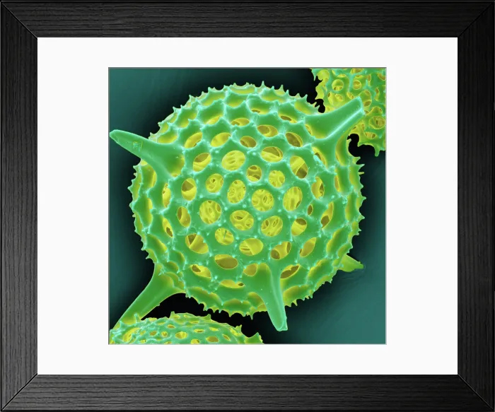 Framed Print : Radiolarian, scanning electron micrograph