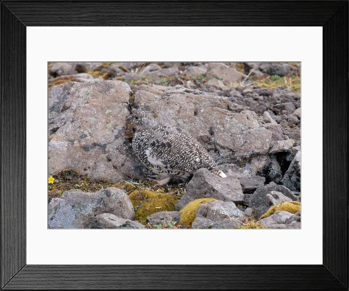 Framed Print : Rock Ptarmigan Framed Print : Rock Ptarmigan