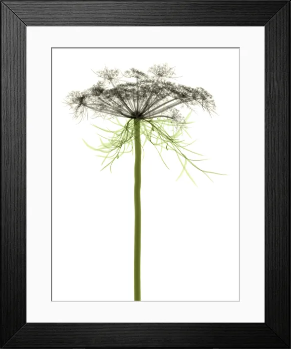 Framed Print : Queen Anne's Lace, X-ray Framed Print : Queen Anne's Lace, X-ray