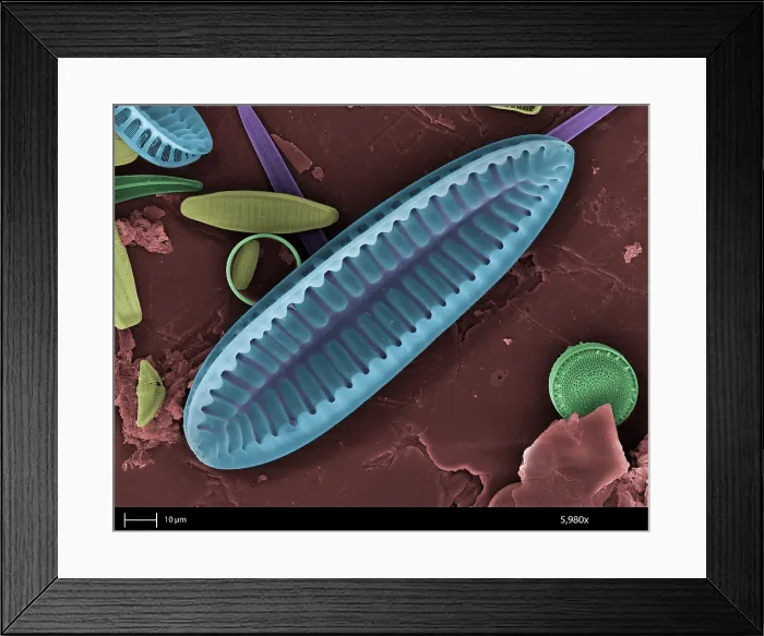Framed Print : Freshwater Diatom, under a microscope (SEM)