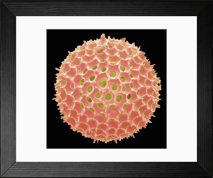 Framed Print : Radiolarian, scanning electron micrograph