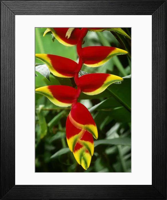 Framed Print : Heliconia flower Framed Print : Heliconia flower