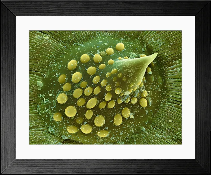 Framed Print : Hops Leaf, under a microscope (SEM) Framed Print : Hops Leaf, under a microscope (SEM)