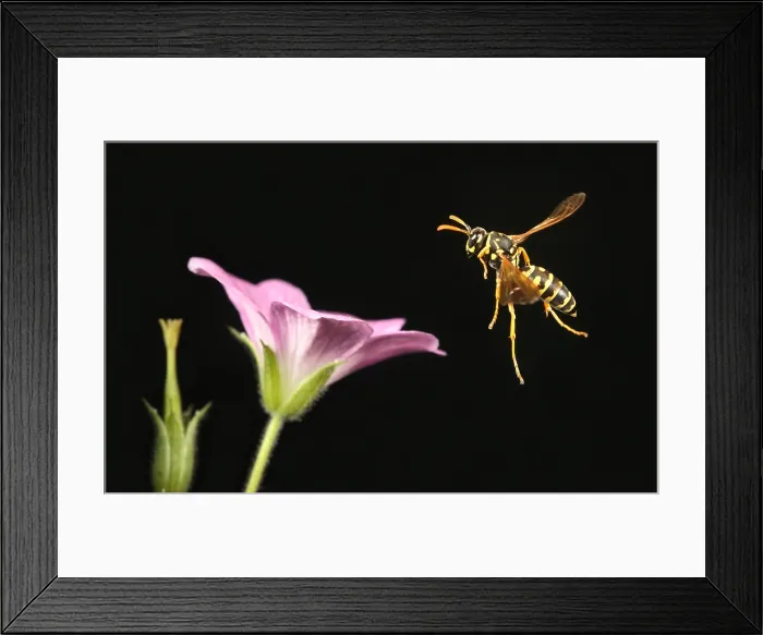 Framed Print : Eastern Yellow Jacket Wasp in Flight Framed Print : Eastern Yellow Jacket Wasp in Flight
