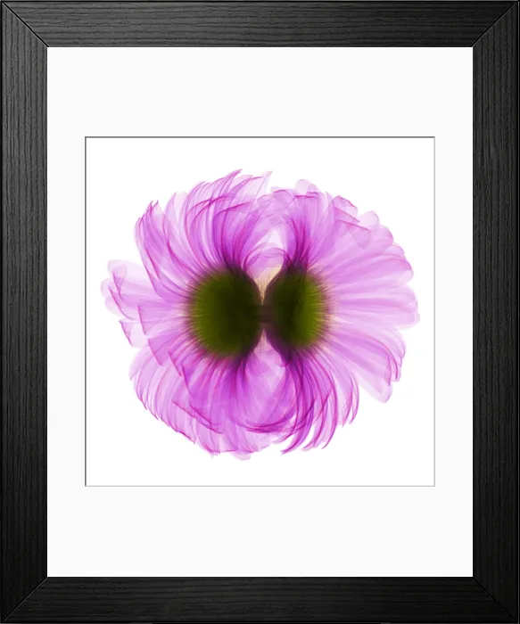 Framed Print : X-ray Gerber Daisy Framed Print : X-ray Gerber Daisy