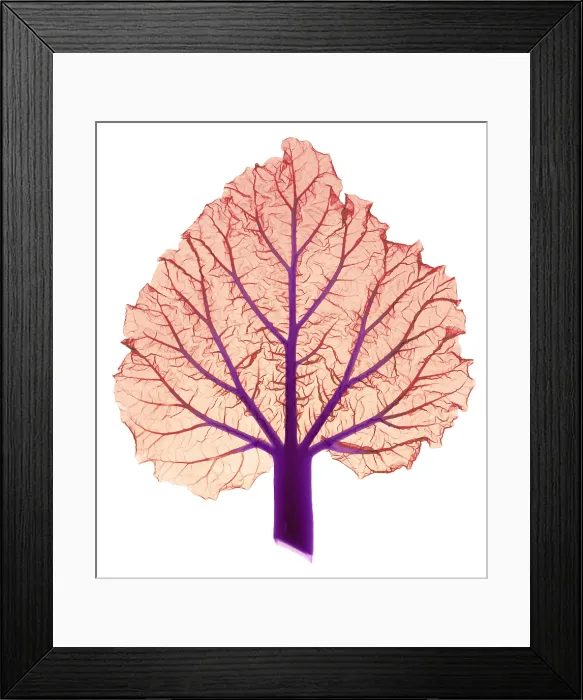 Framed Print : Rhubarb Leaf, Rheum sp. X-ray