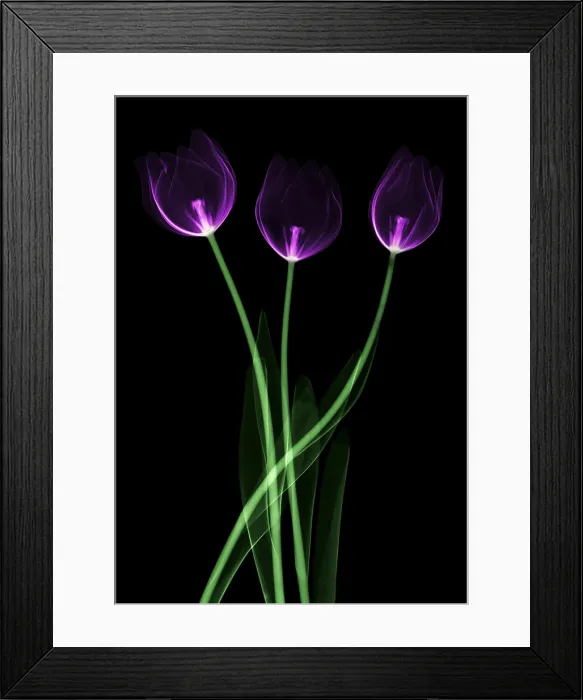 Framed Print : Tulips, X-ray