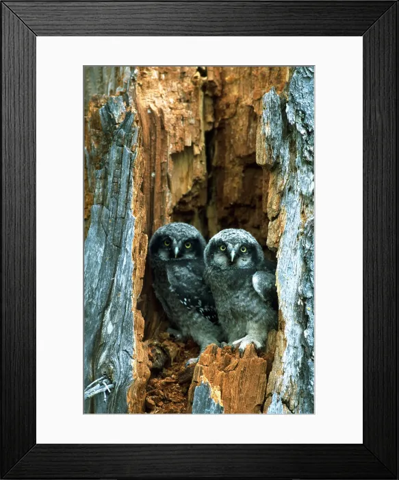 Framed Print : Hawk owlets taking a look Framed Print : Hawk owlets taking a look