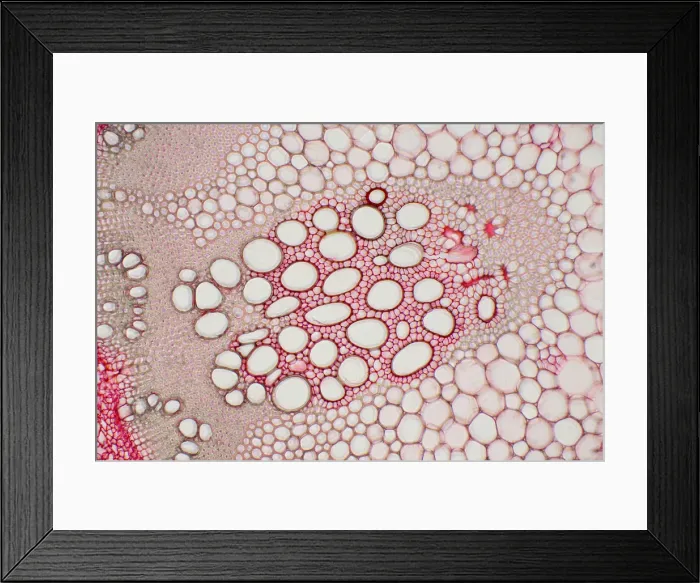 Framed Print : Hogweed Stem under a microscope