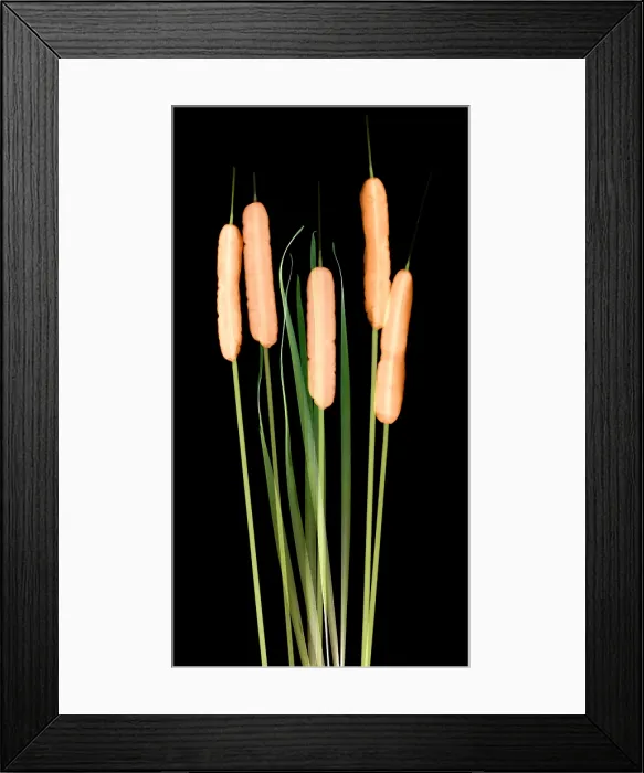 Framed Print : Cattails, Typha latifolia, X-ray