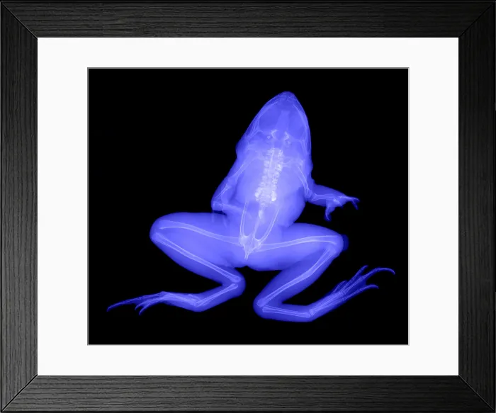 Framed Print : Pickerel Frog Framed Print : Pickerel Frog