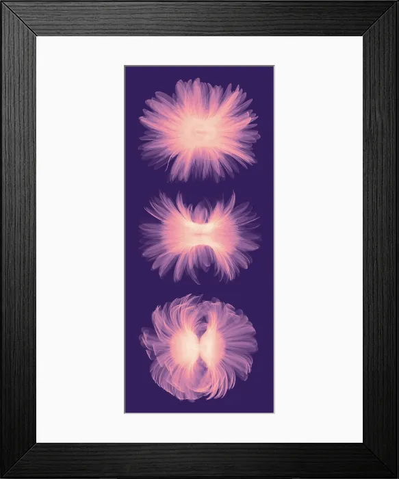 Framed Print : X-ray Gerber Daisies Framed Print : X-ray Gerber Daisies