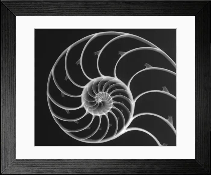 Framed Print : Chambered Nautilus Framed Print : Chambered Nautilus