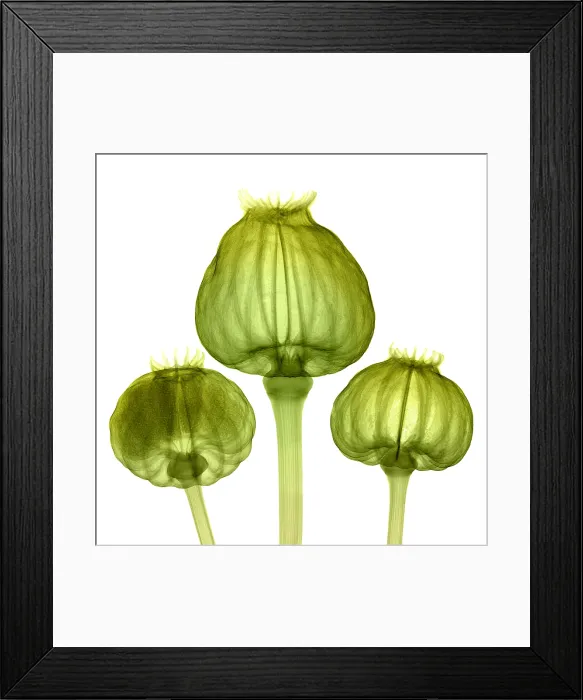 Framed Print : Opium Poppy Pods, X-ray