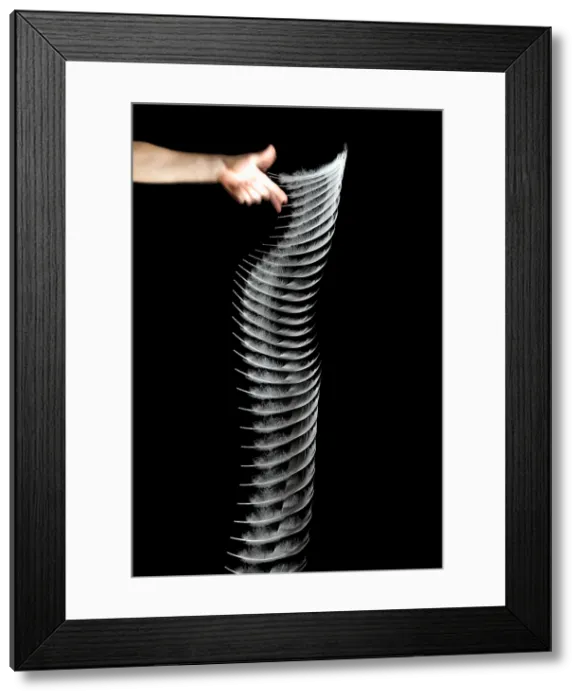 Framed Print : Dropping a Feather Framed Print : Dropping a Feather