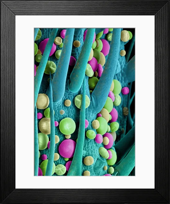 Framed Print : Marijuana Female Flower, scanning electron micrograph