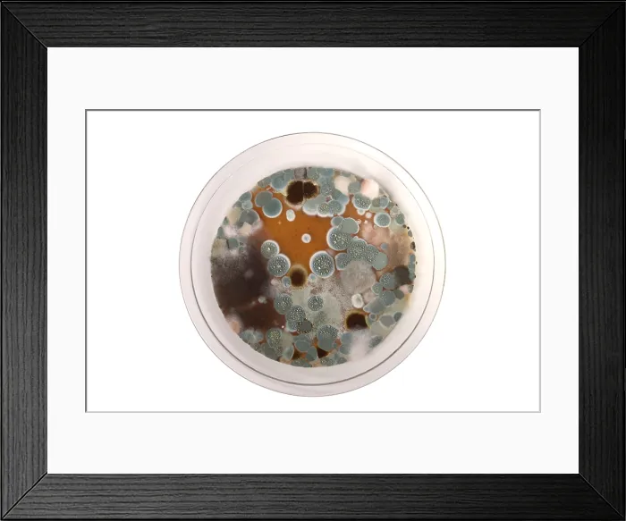 Framed Print : Molds on Agar Framed Print : Molds on Agar