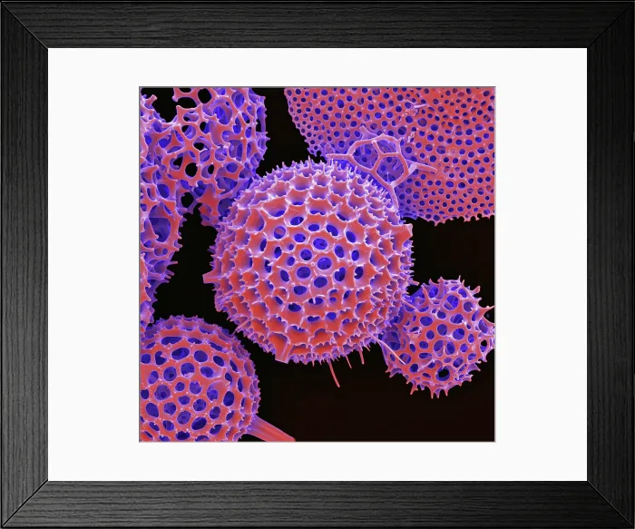 Framed Print : Radiolarian, scanning electron micrograph Framed Print : Radiolarian, scanning electron micrograph