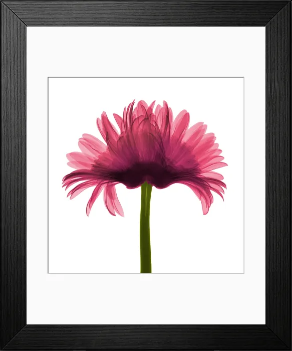 Framed Print : X-ray Gerber Daisy Framed Print : X-ray Gerber Daisy