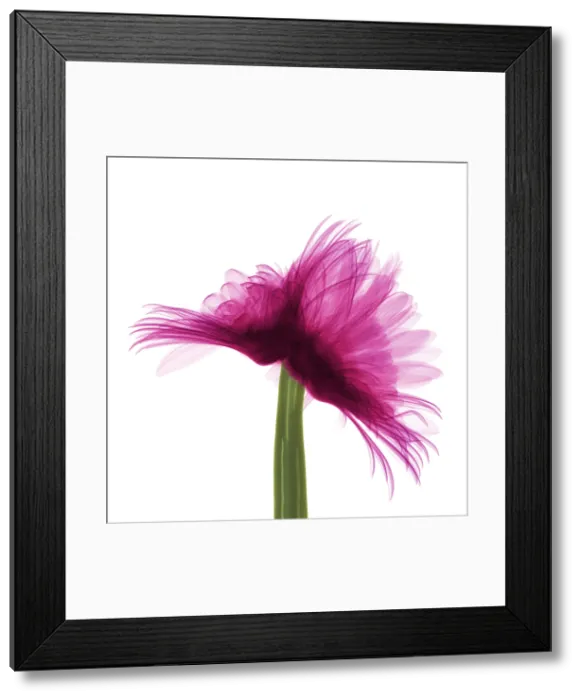 Framed Print : X-ray Gerber Daisy