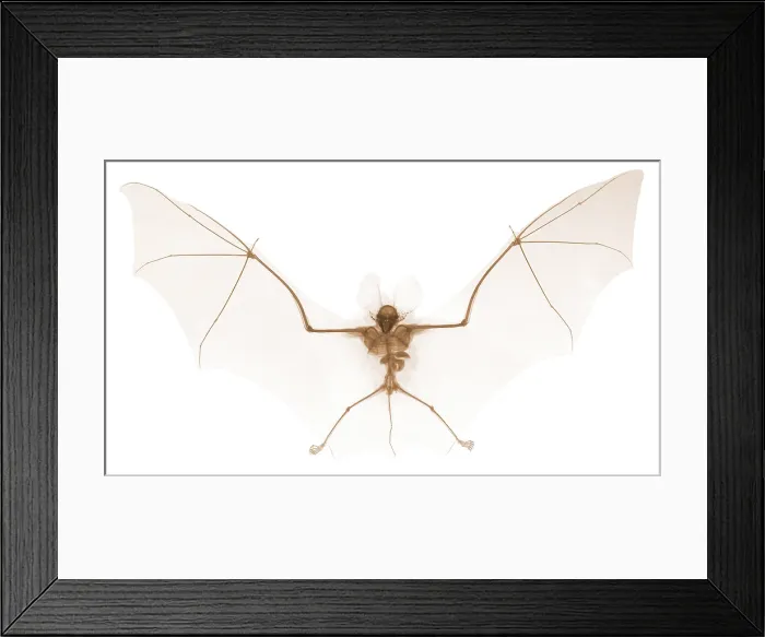 Framed Print : Bat, X-ray Framed Print : Bat, X-ray