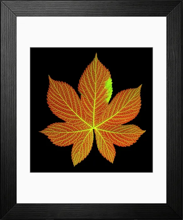 Framed Print : A Hops Leaf Dyed to Show Veins Framed Print : A Hops Leaf Dyed to Show Veins