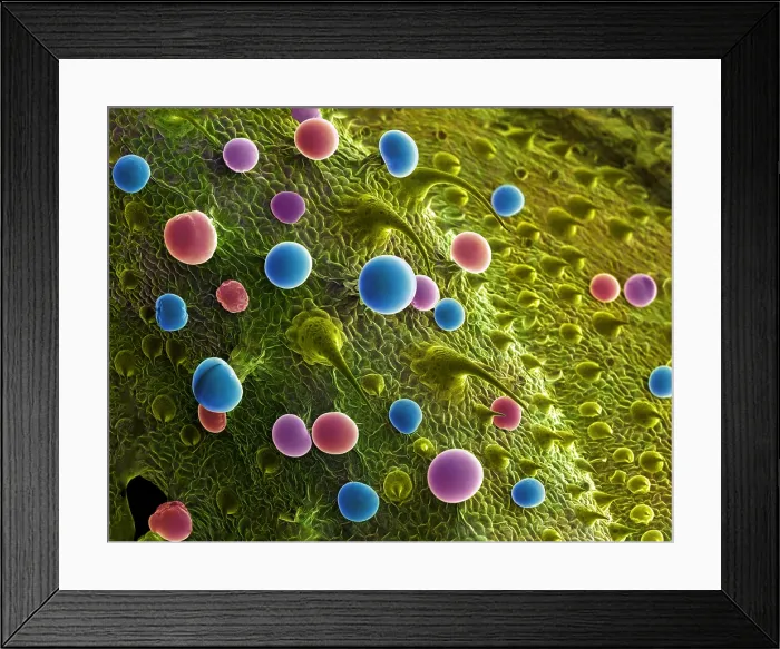 Framed Print : Cannabis Trichomes, scanning electron micrograph Framed Print : Cannabis Trichomes, scanning electron micrograph