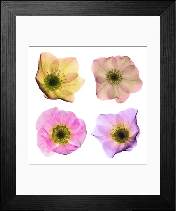 Framed Print : Hellebore Flowers, X-ray Framed Print : Hellebore Flowers, X-ray
