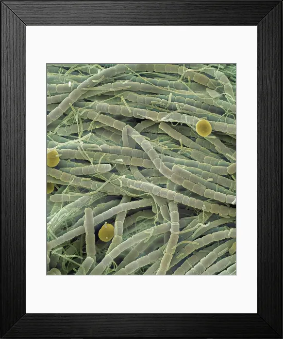 Framed Print : Extremophile Community Framed Print : Extremophile Community