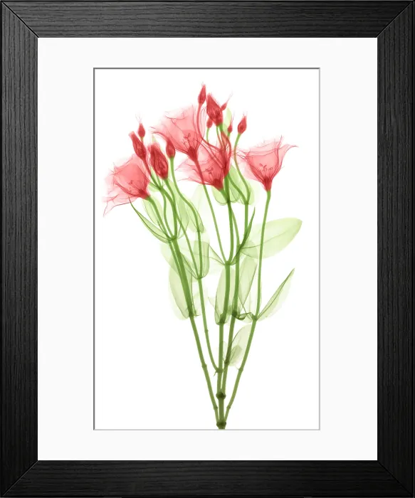 Framed Print : Lisianthus Flowers, X-ray Framed Print : Lisianthus Flowers, X-ray