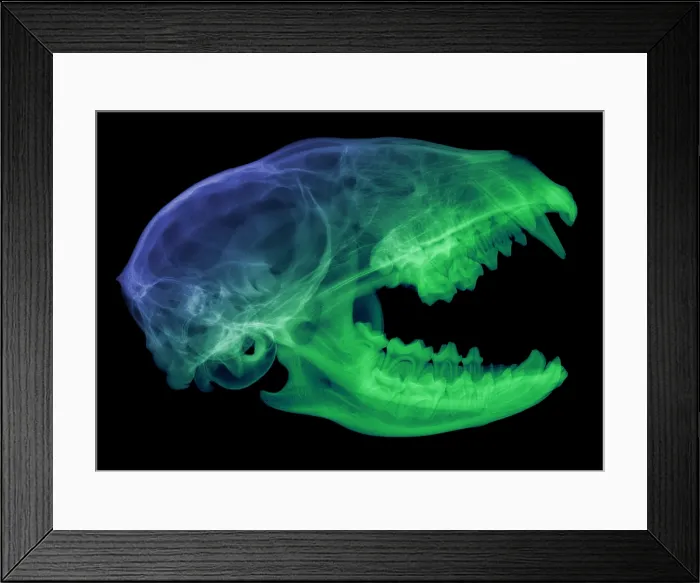 Framed Print : Raccoon Skull, X-ray