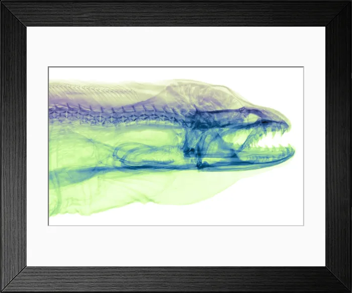 Framed Print : Moray Eel, Gymnothorax funebris, X-ray