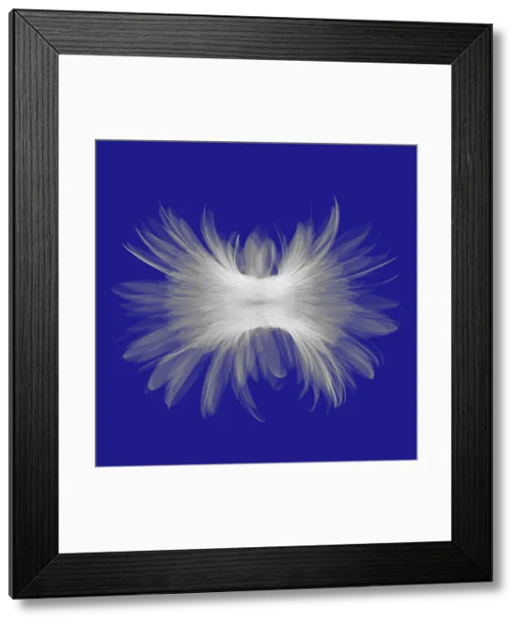 Framed Print : X-ray Gerber Daisy Framed Print : X-ray Gerber Daisy